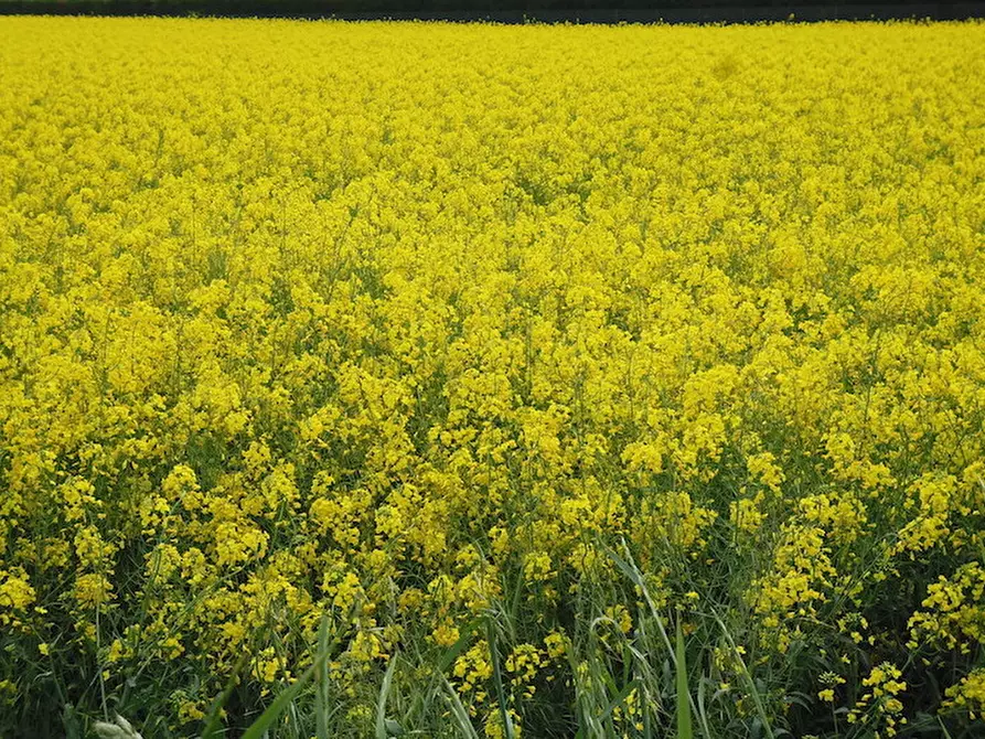 Immagine 1 di Terreno in vendita  a Campolongo Maggiore