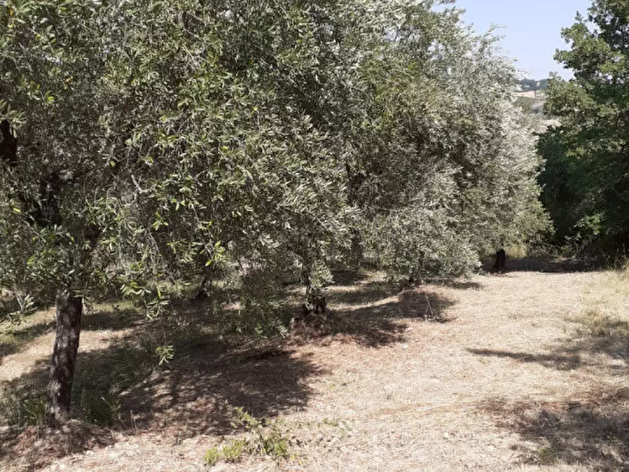 Immagine 2 di Terreno in vendita  in via Vallone a Lucito