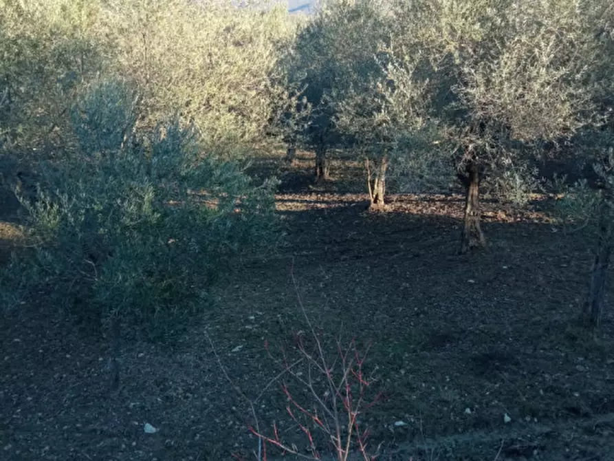 Immagine 3 di Terreno in vendita  in via Vallone a Lucito