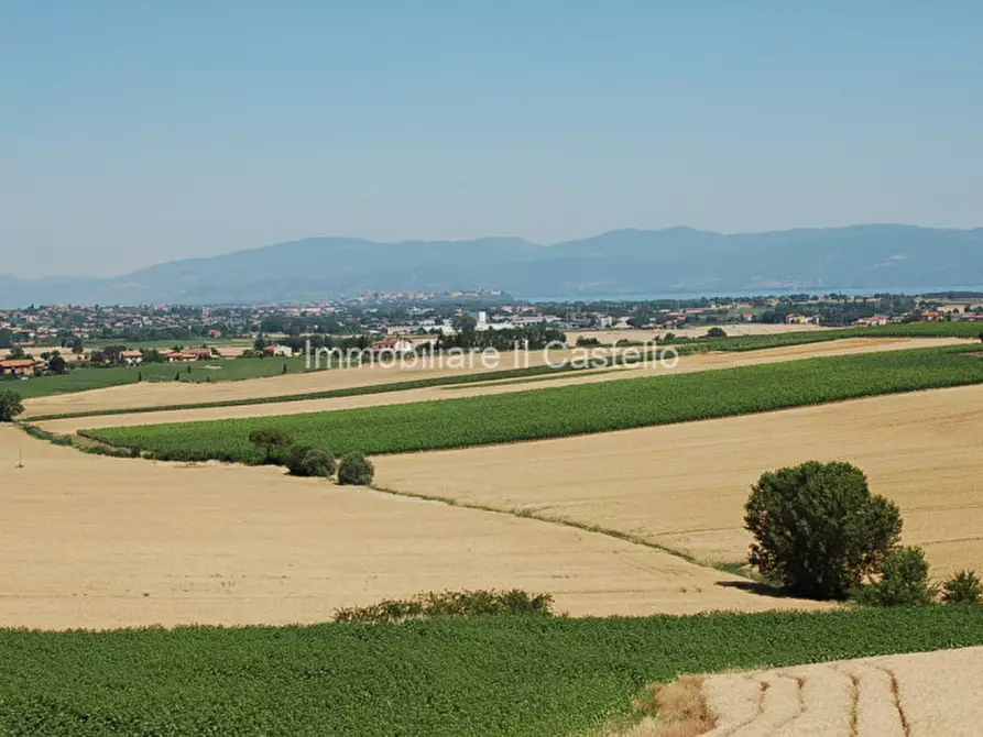 Immagine 4 di Terreno in vendita  a Paciano