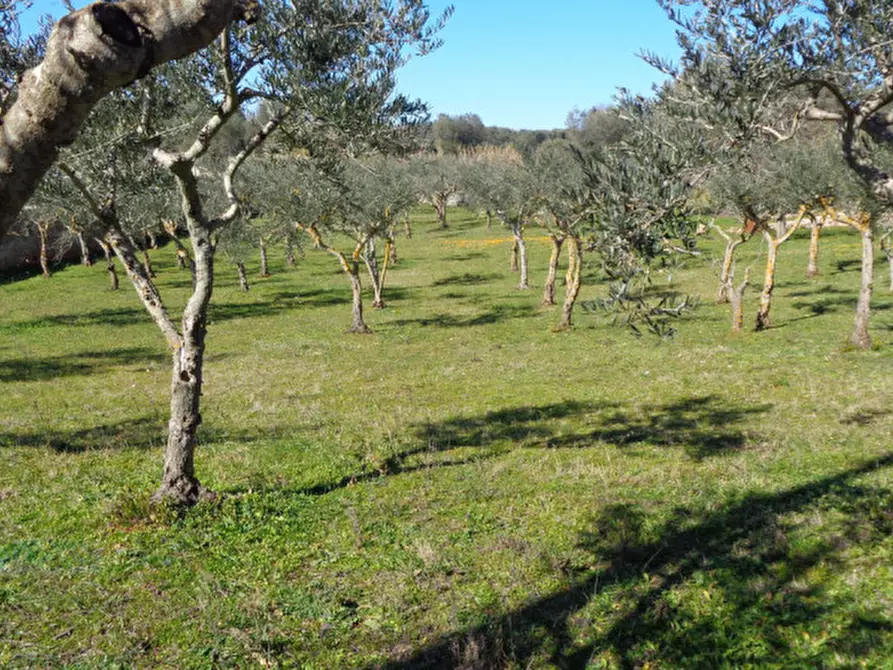 Immagine 41 di Rustico / casale in vendita  in Contrada Fedele Piccolo a Ceglie Messapico
