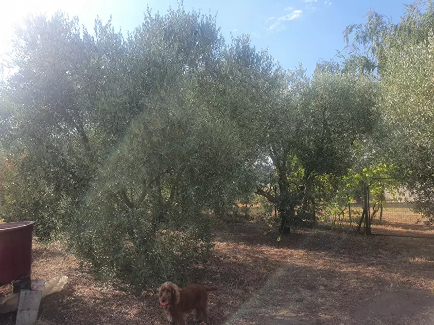 Immagine 3 di Casa indipendente in vendita  a Monselice