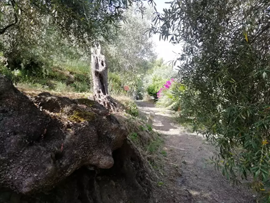 Immagine 9 di Terreno in vendita  in SANTA LUCIA DEL MELA a Santa Lucia Del Mela