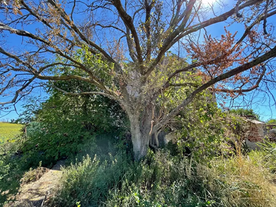 Immagine 16 di Rustico / casale in vendita  a Senigallia