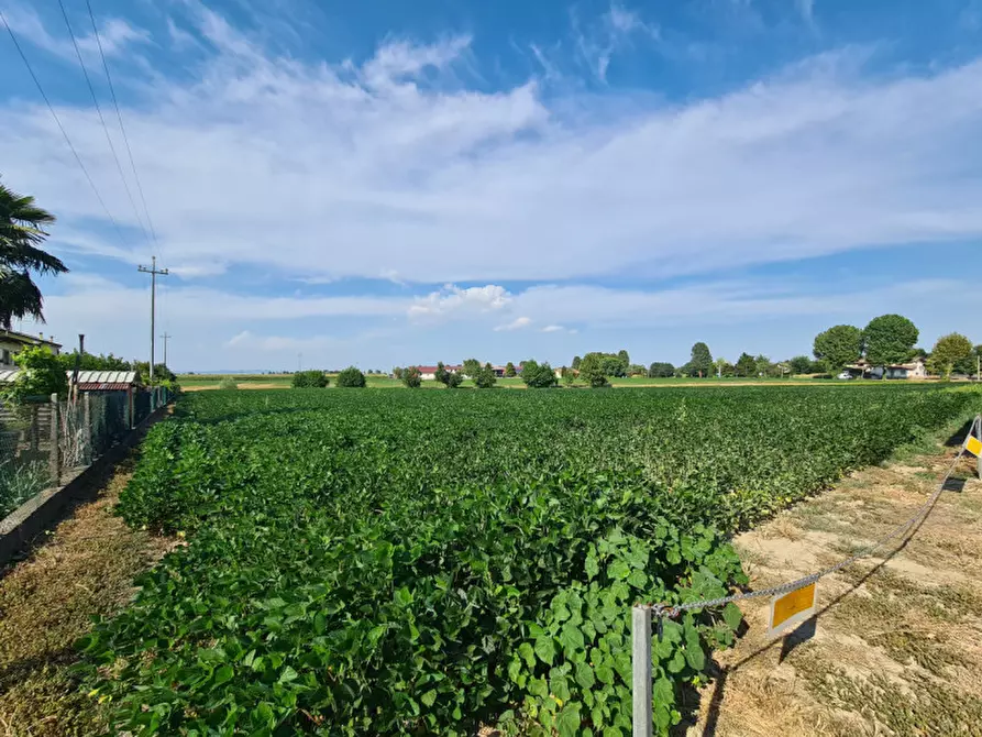 Immagine 3 di Terreno in vendita  in VIA LOGNOLO a Montagnana