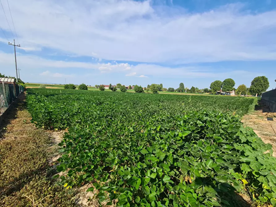 Immagine 4 di Terreno in vendita  in VIA LOGNOLO a Montagnana