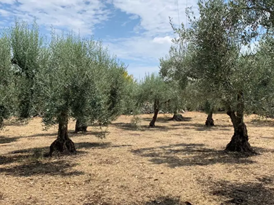 Immagine 25 di Rustico / casale in vendita  in Contrada Pietre Nere a Modica
