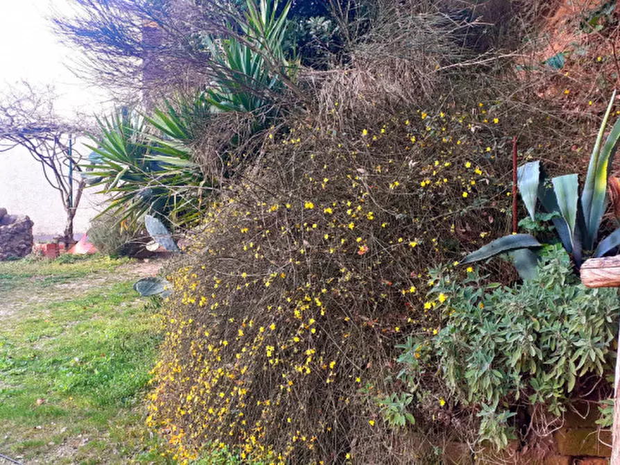 Immagine 26 di Rustico / casale in vendita  a Montopoli In Val D'arno