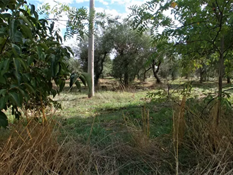 Immagine 38 di Rustico / casale in vendita  in CADELU a Monopoli