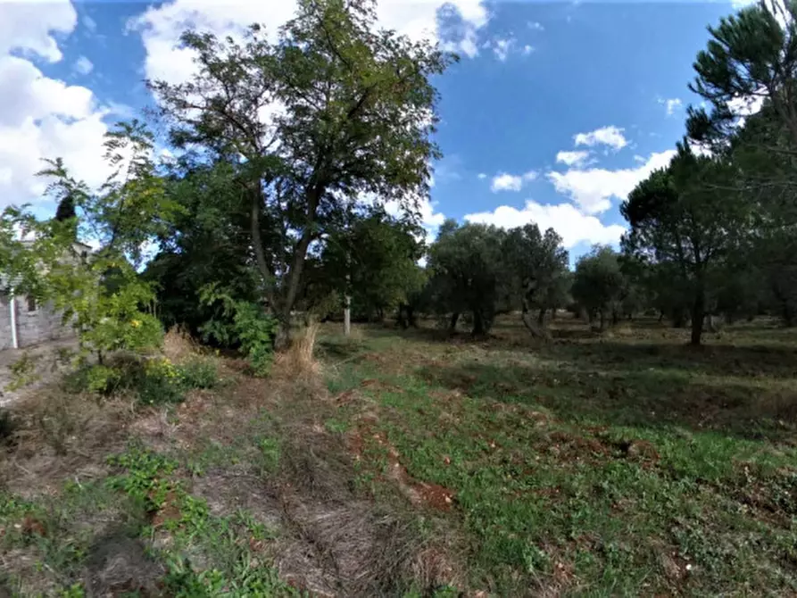 Immagine 39 di Rustico / casale in vendita  in CADELU a Monopoli