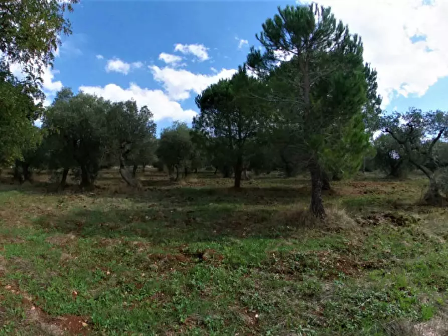 Immagine 40 di Rustico / casale in vendita  in CADELU a Monopoli