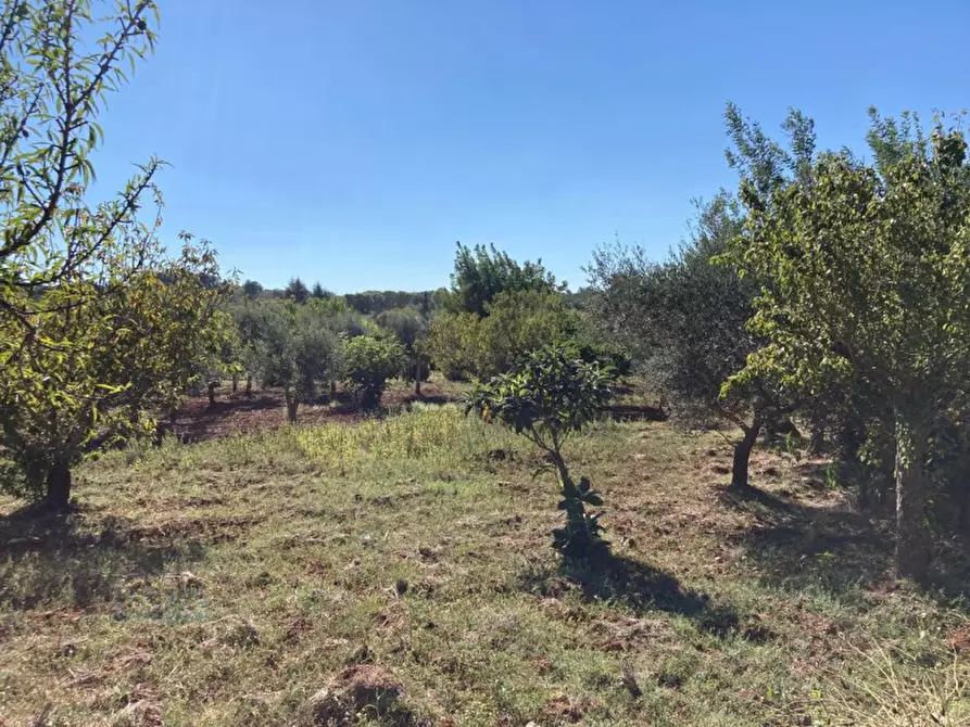 Immagine 7 di Rustico / casale in vendita  in Contrada Pisciacalze a Ceglie Messapico