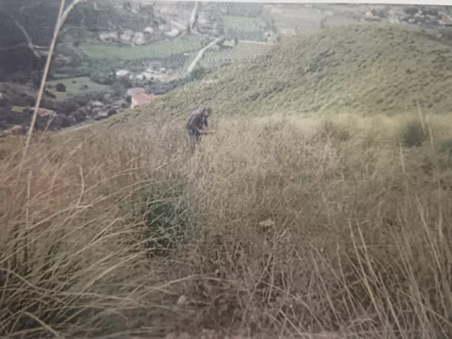 Immagine 10 di Terreno in vendita  in FRAZIONE CASE DEL CONTE a Montecorice