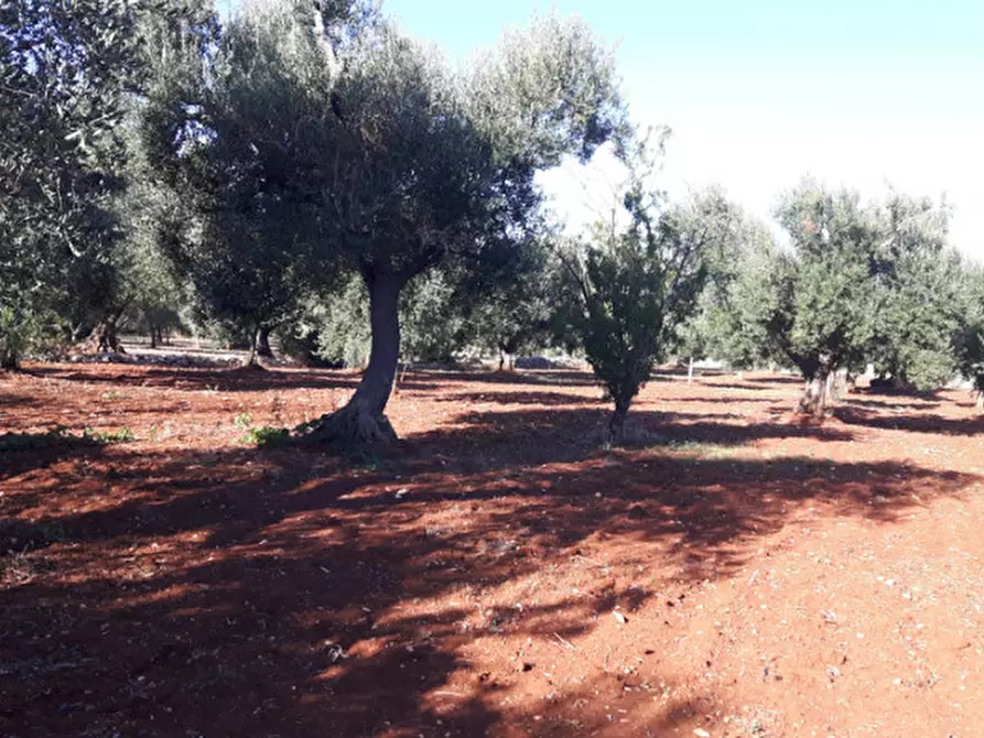 Immagine 16 di Rustico / casale in vendita  in C.da Deserto a Ostuni