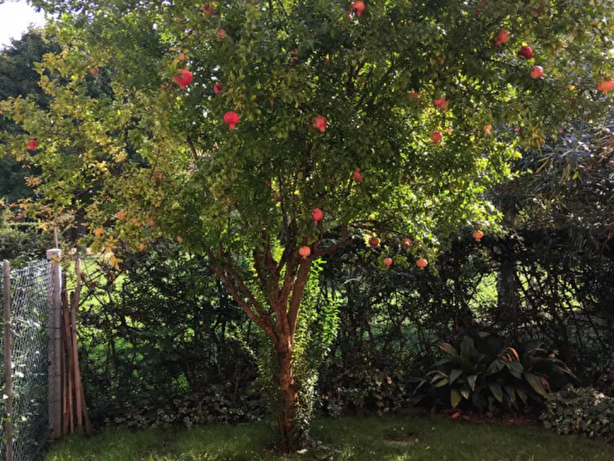 Immagine 12 di Villetta a schiera in affitto  a Dolo