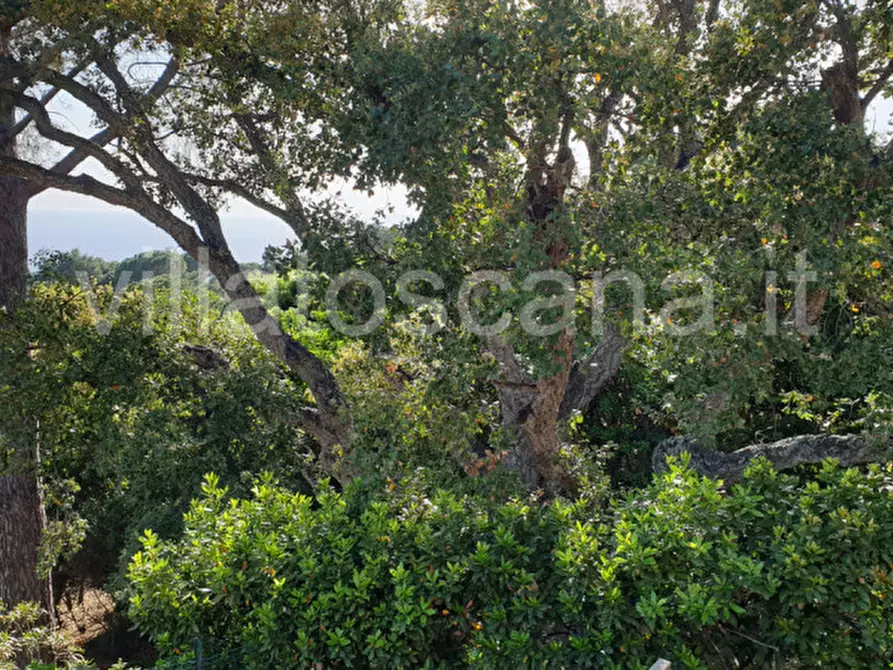 Immagine 15 di Villetta a schiera in vendita  a Castiglione Della Pescaia