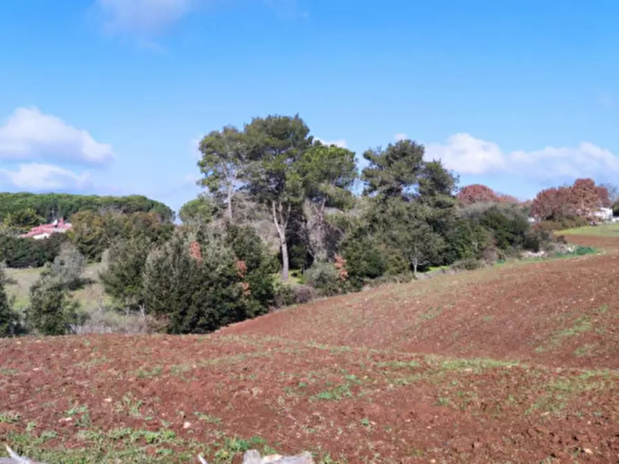 Immagine 4 di Terreno in vendita  a Martina Franca