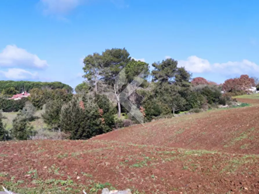 Immagine 5 di Terreno in vendita  a Martina Franca