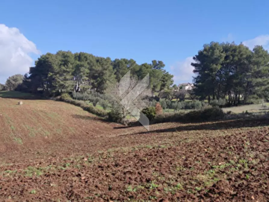 Immagine 6 di Terreno in vendita  a Martina Franca