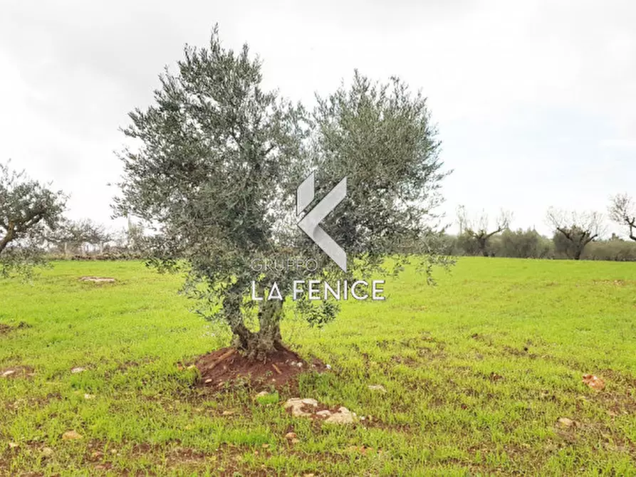 Immagine 20 di Rustico / casale in vendita  in contrada Stabile a Martina Franca