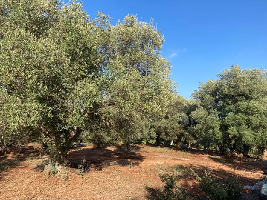 Immagine 8 di Rustico / casale in vendita  in Contrada Lamia Nuova a Ceglie Messapico