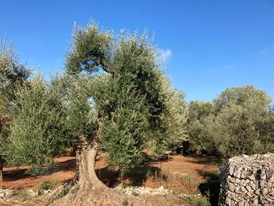 Immagine 9 di Rustico / casale in vendita  in Contrada Lamia Nuova a Ceglie Messapico