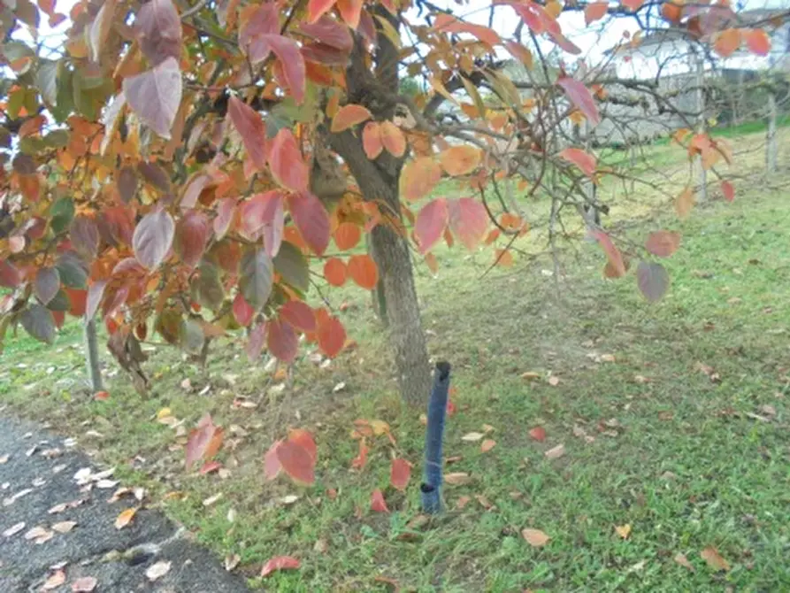 Immagine 5 di Terreno in vendita  a Stienta