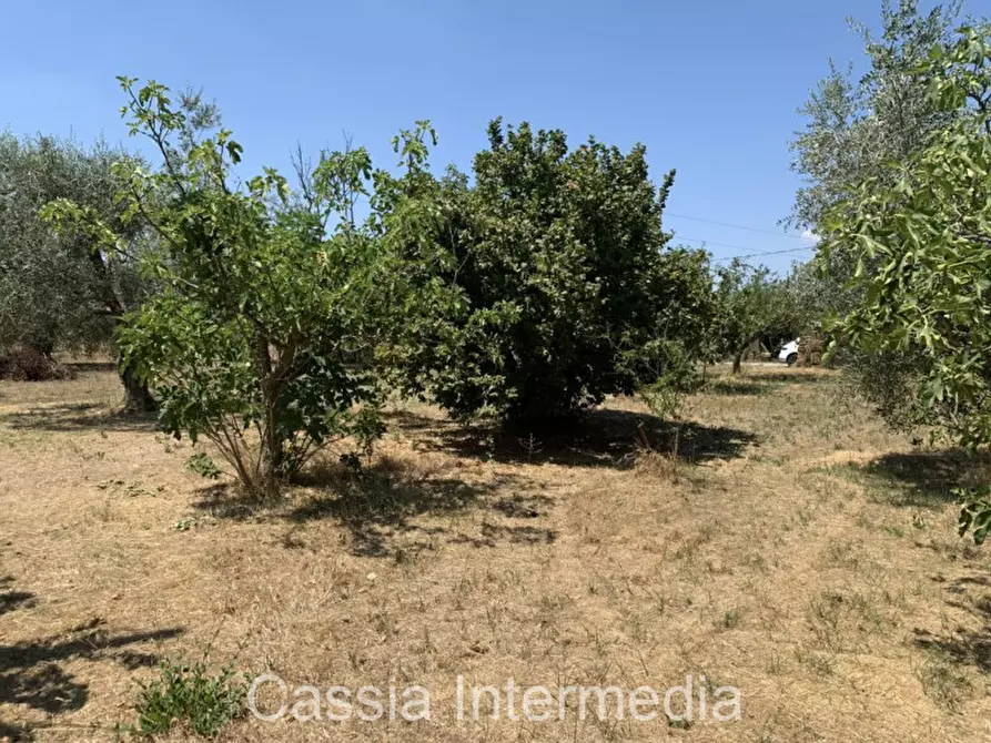 Immagine 3 di Terreno in vendita  in Località Giardino a Castel Sant'elia