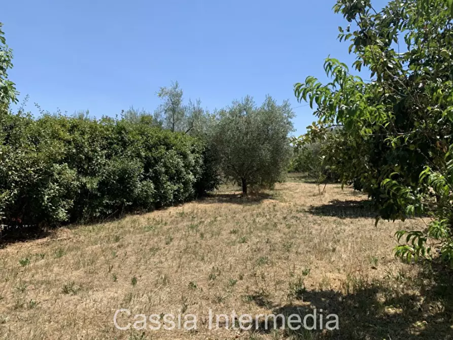 Immagine 4 di Terreno in vendita  in Località Giardino a Castel Sant'elia