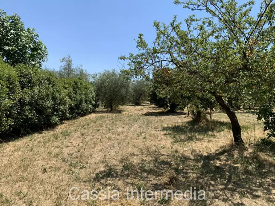 Immagine 5 di Terreno in vendita  in Località Giardino a Castel Sant'elia