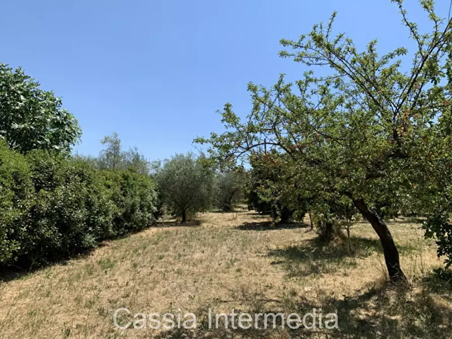 Immagine 6 di Terreno in vendita  in Località Giardino a Castel Sant'elia