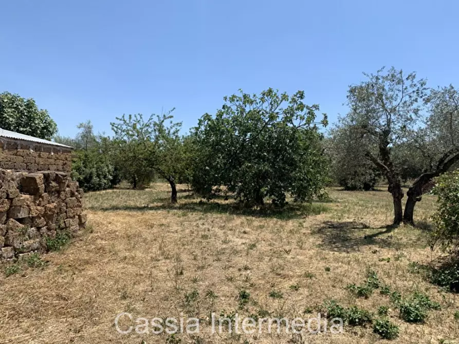 Immagine 8 di Terreno in vendita  in Località Giardino a Castel Sant'elia