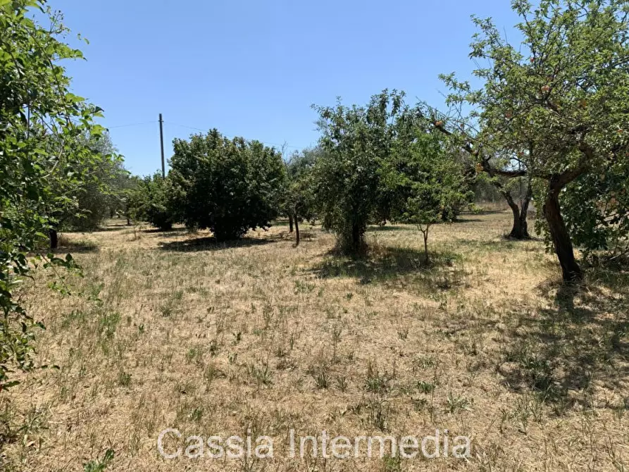 Immagine 11 di Terreno in vendita  in Località Giardino a Castel Sant'elia