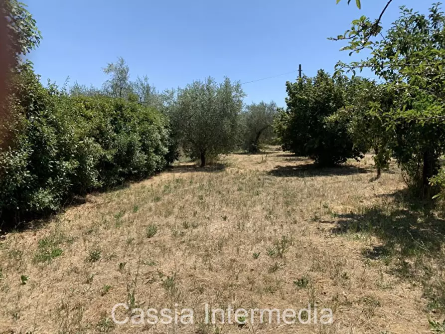 Immagine 12 di Terreno in vendita  in Località Giardino a Castel Sant'elia