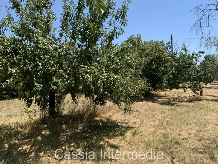 Immagine 13 di Terreno in vendita  in Località Giardino a Castel Sant'elia
