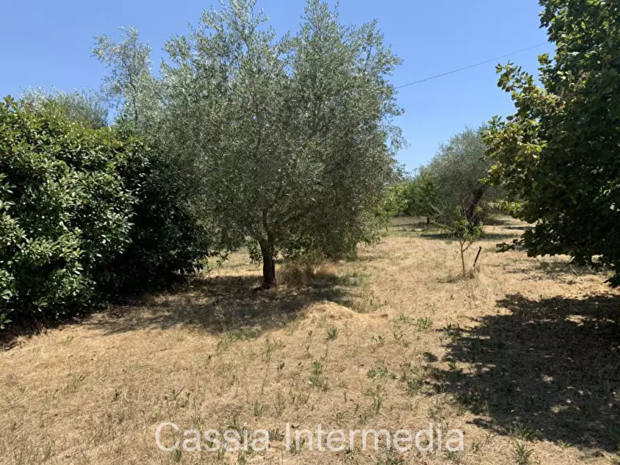 Immagine 14 di Terreno in vendita  in Località Giardino a Castel Sant'elia