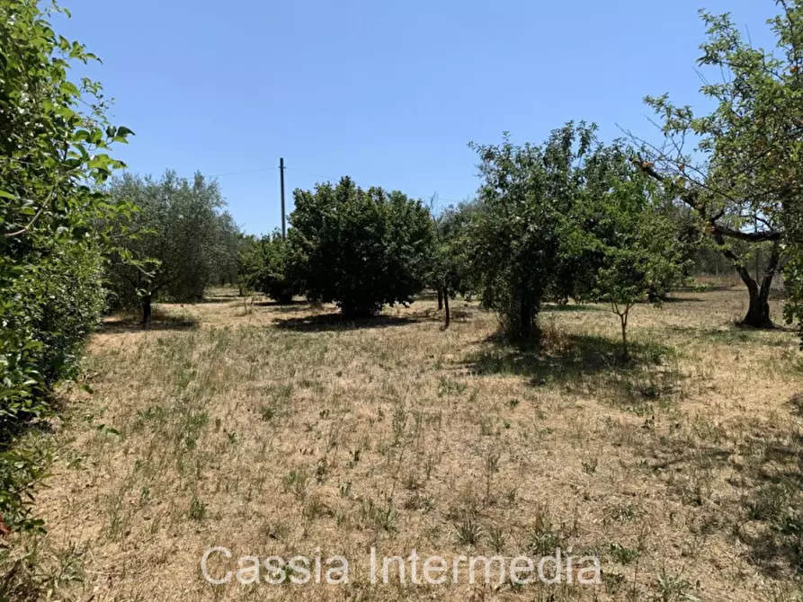 Immagine 15 di Terreno in vendita  in Località Giardino a Castel Sant'elia