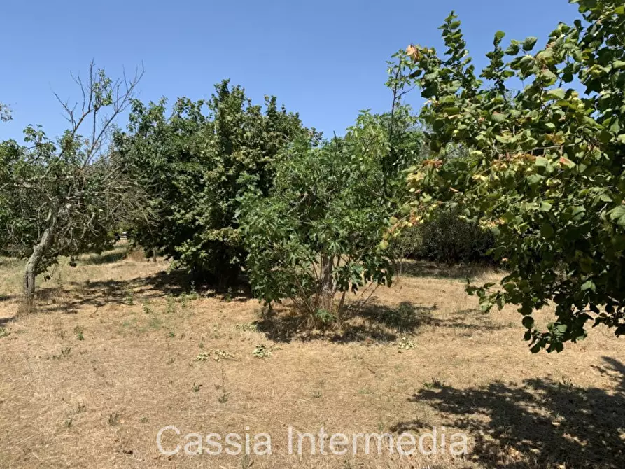 Immagine 16 di Terreno in vendita  in Località Giardino a Castel Sant'elia