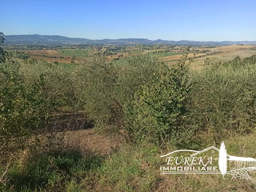 Immagine 4 di Terreno in vendita  in gioiella a Castiglione Del Lago
