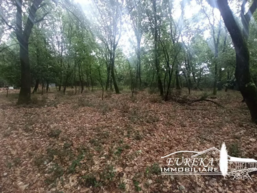 Immagine 2 di Terreno in vendita  in Via Roma a Castiglione Del Lago