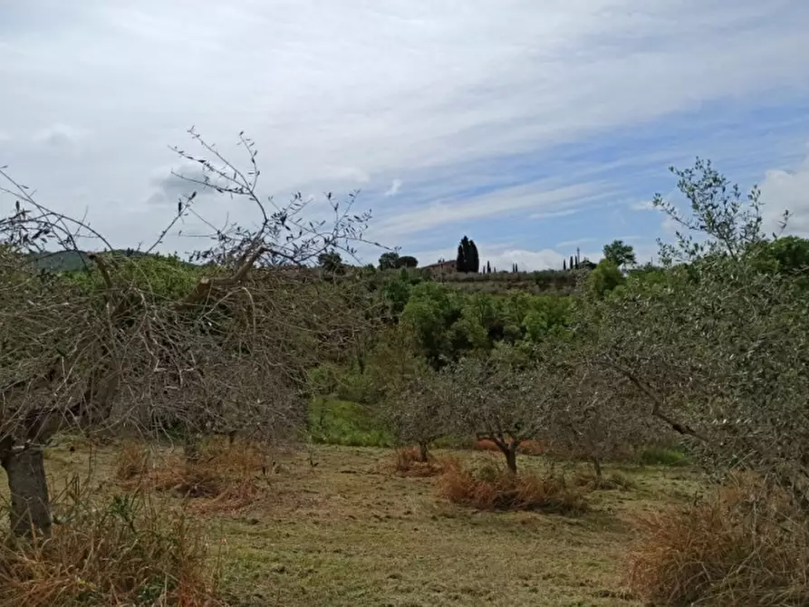 Immagine 3 di Terreno in vendita  in gioiella a Castiglione Del Lago