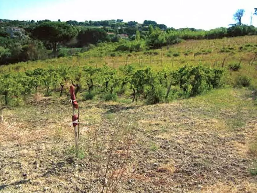 Immagine 1 di Terreno in vendita  in Contrada Sinagia, N. snc a Salemi