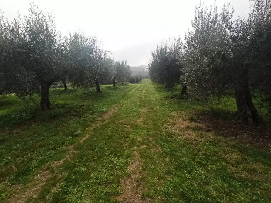 Immagine 6 di Terreno in vendita  in via del mulino a Panicale