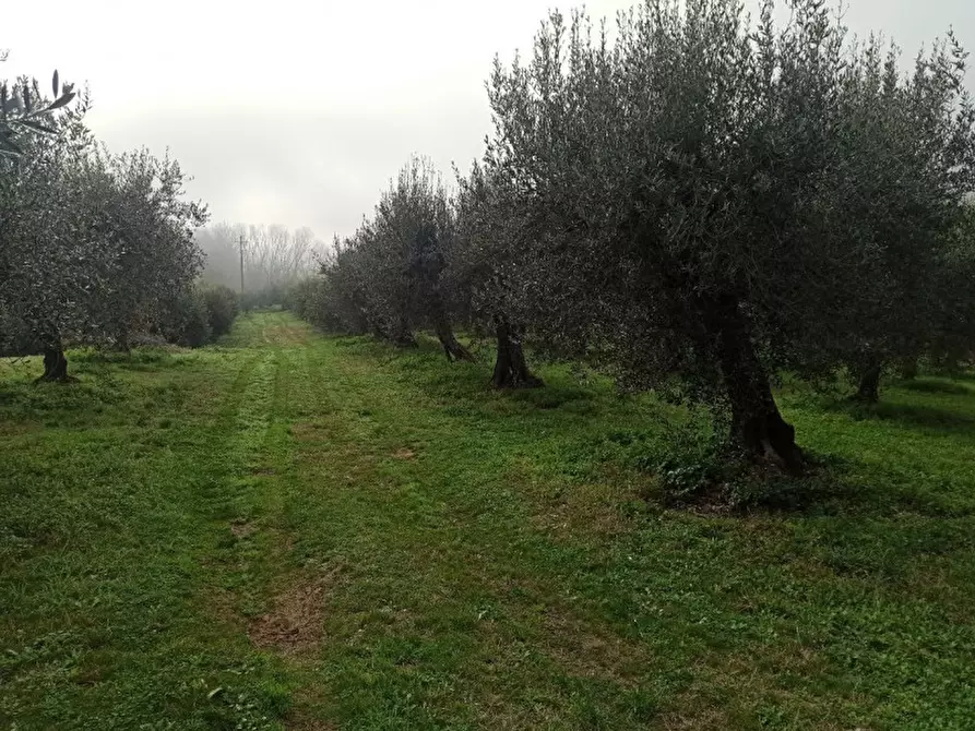 Immagine 7 di Terreno in vendita  in via del mulino a Panicale