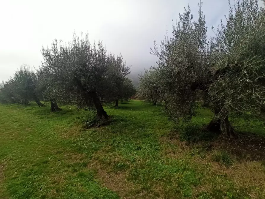 Immagine 8 di Terreno in vendita  in via del mulino a Panicale