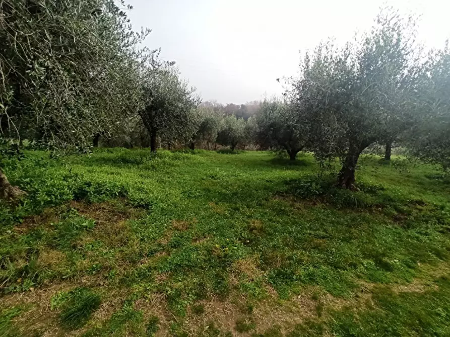 Immagine 9 di Terreno in vendita  in via del mulino a Panicale
