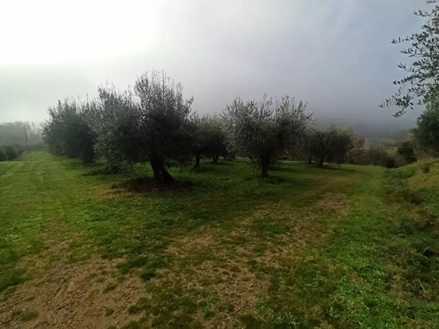 Immagine 10 di Terreno in vendita  in via del mulino a Panicale