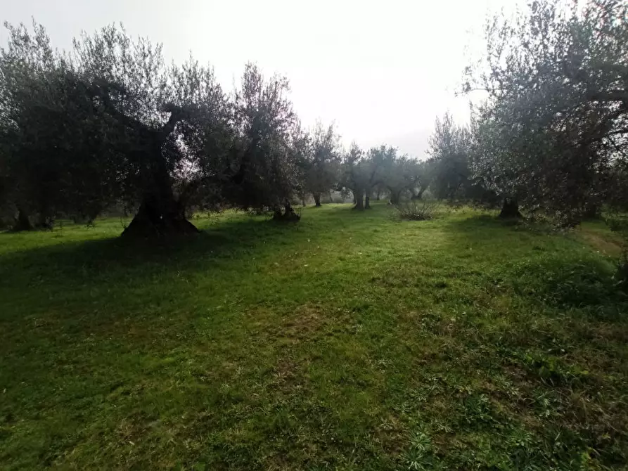 Immagine 11 di Terreno in vendita  in via del mulino a Panicale
