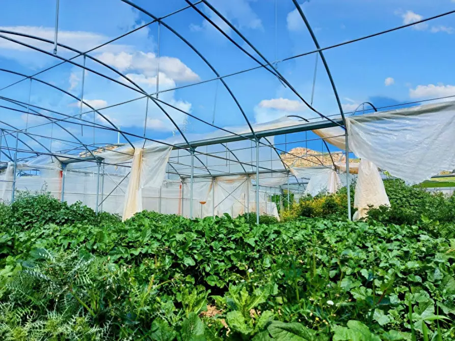Immagine 11 di Terreno in vendita  in Contrada San Lorenzo, N. snc a Mezzojuso