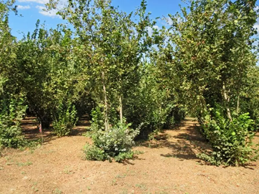 Immagine 6 di Terreno in vendita  in Via Saudina - Località Pezza del Lago, N. snc a Riardo